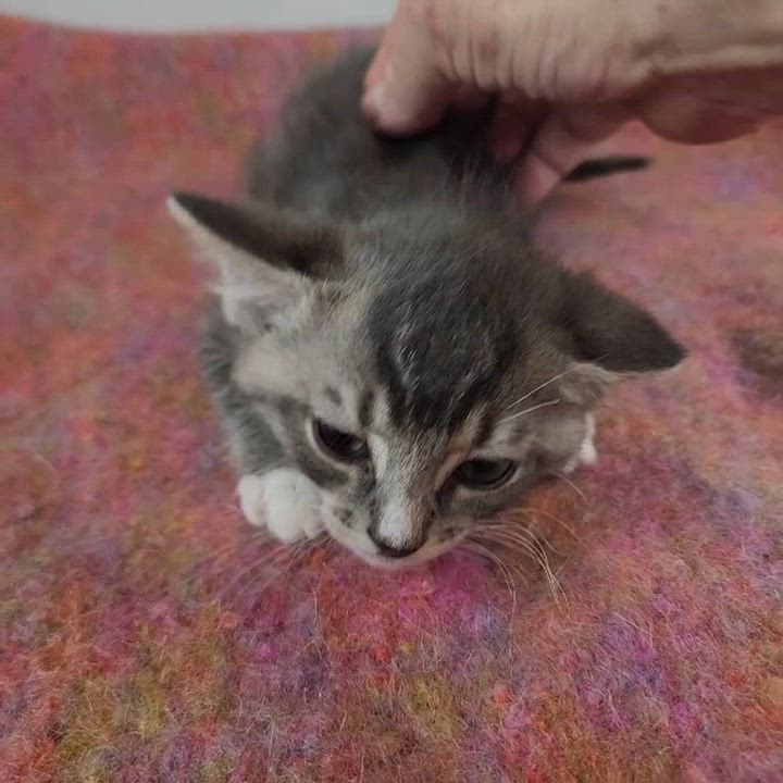 Enlarge Clyde, a Adoptable Domestic Short Hair in New York, NY video 6/6