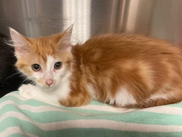 Sundance, an adoptable Domestic Medium Hair in Prudenville, MI_image-1