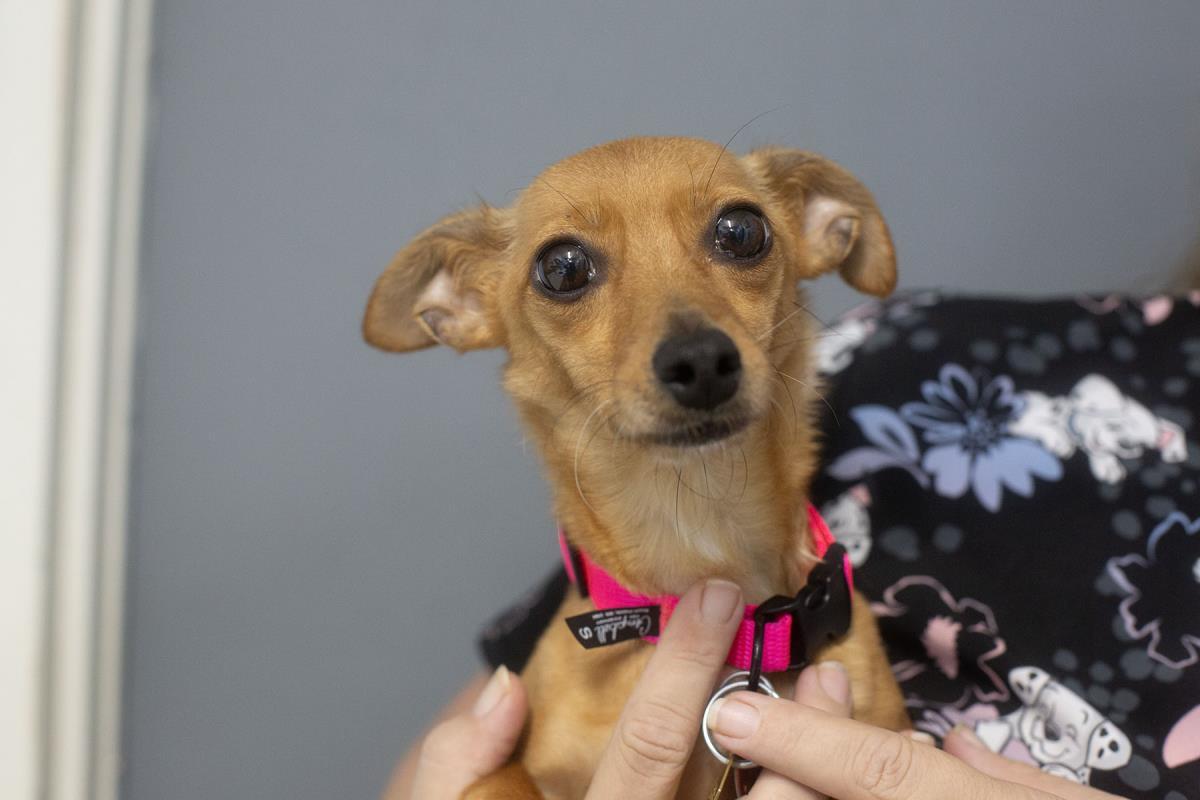 Little Foot, Adoptable, Adult Female Chihuahua & Dachshund.