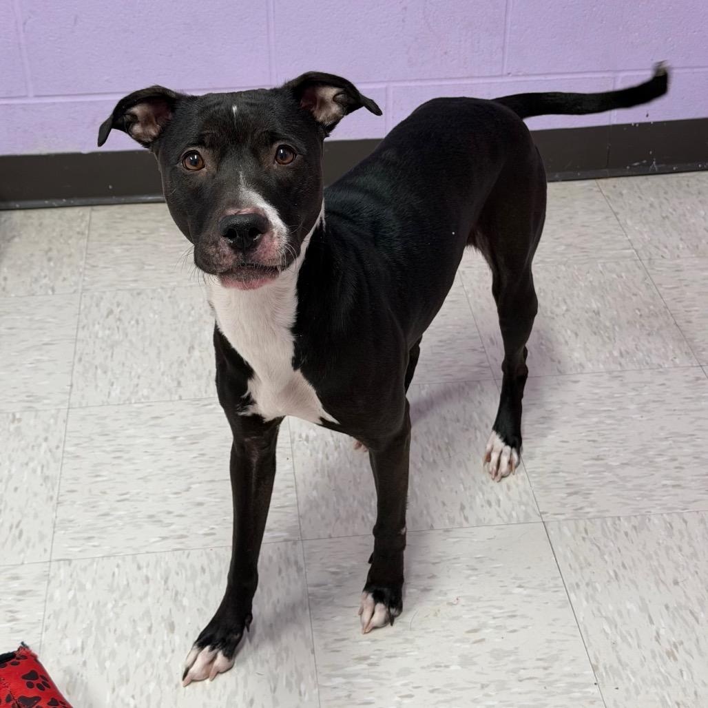 Enlarge Cleopatra, a Adoptable mixed breed in Binghamton, NY image 2/6