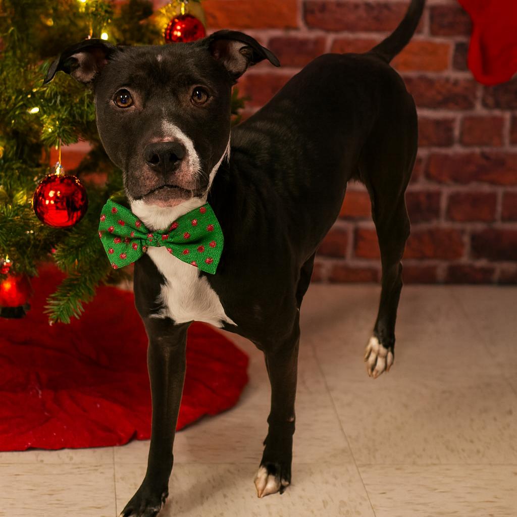 Enlarge Cleopatra, a Adoptable mixed breed in Binghamton, NY image 4/6