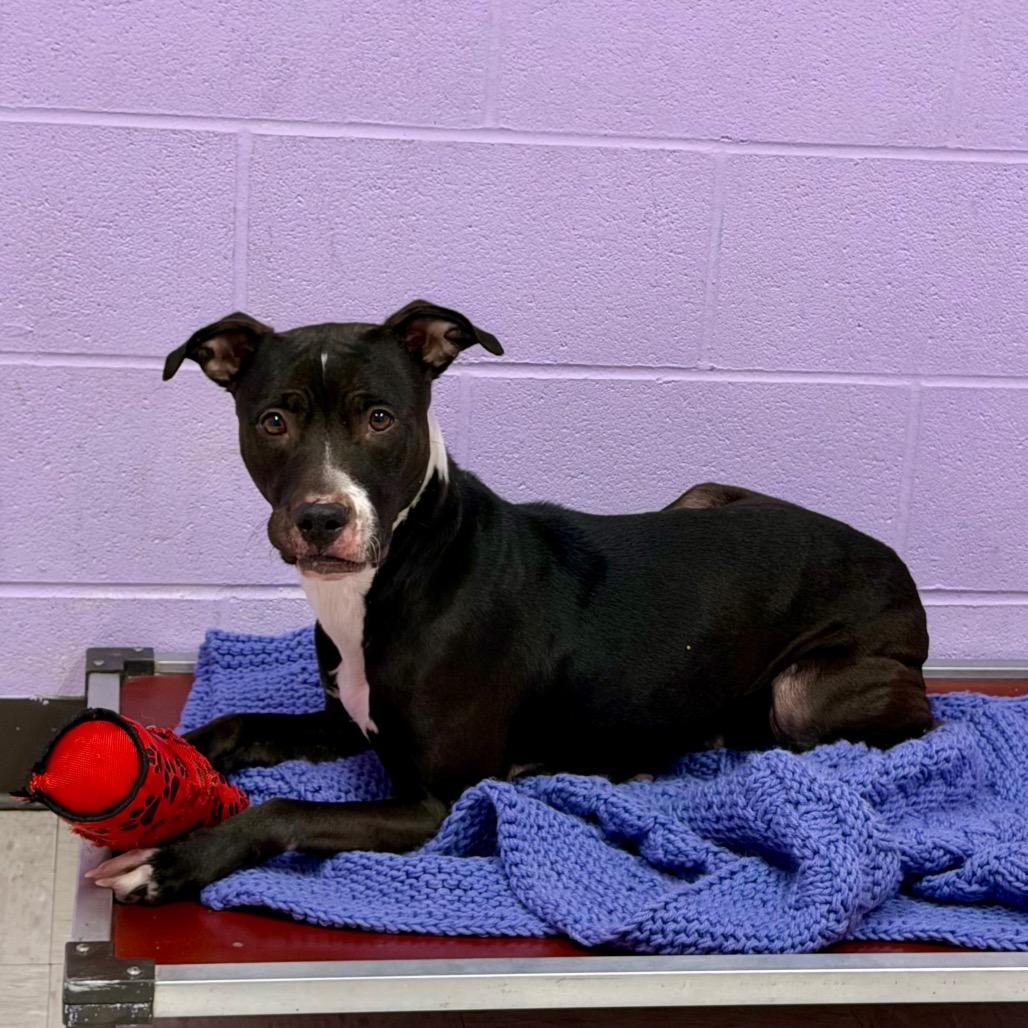 Enlarge Cleopatra, a Adoptable mixed breed in Binghamton, NY image 5/6