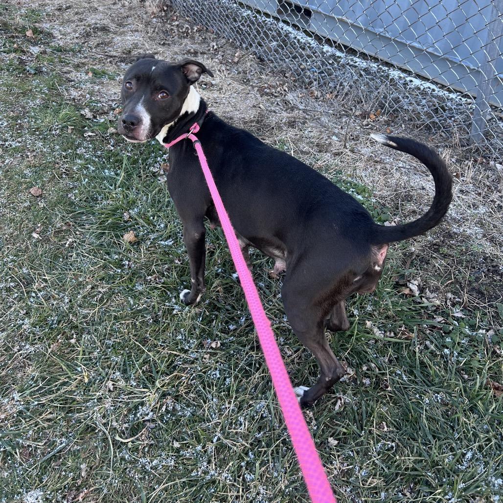 Enlarge Cleopatra, a Adoptable mixed breed in Binghamton, NY image 6/6