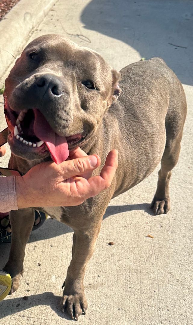 Enlarge Rachel, a Adopted American Staffordshire Terrier image 1/9