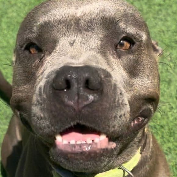 Enlarge Rachel, a Adopted American Staffordshire Terrier image 2/9