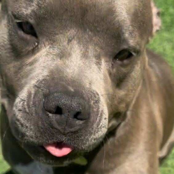 Enlarge Rachel, a Adopted American Staffordshire Terrier image 3/9