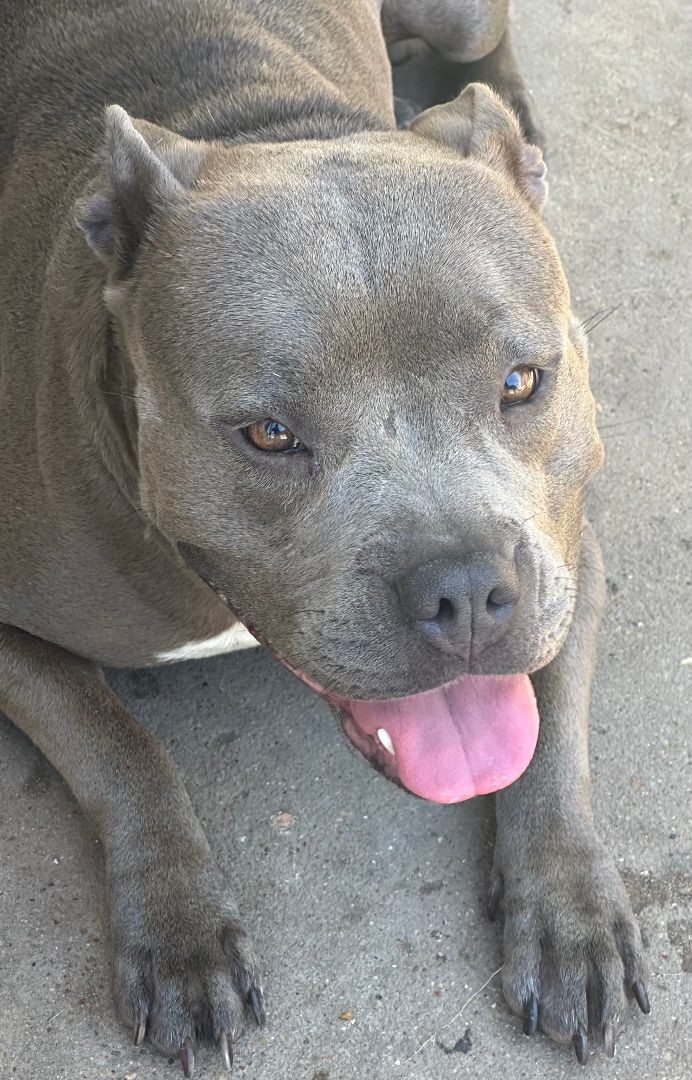 Enlarge Rachel, a Adopted American Staffordshire Terrier image 4/9