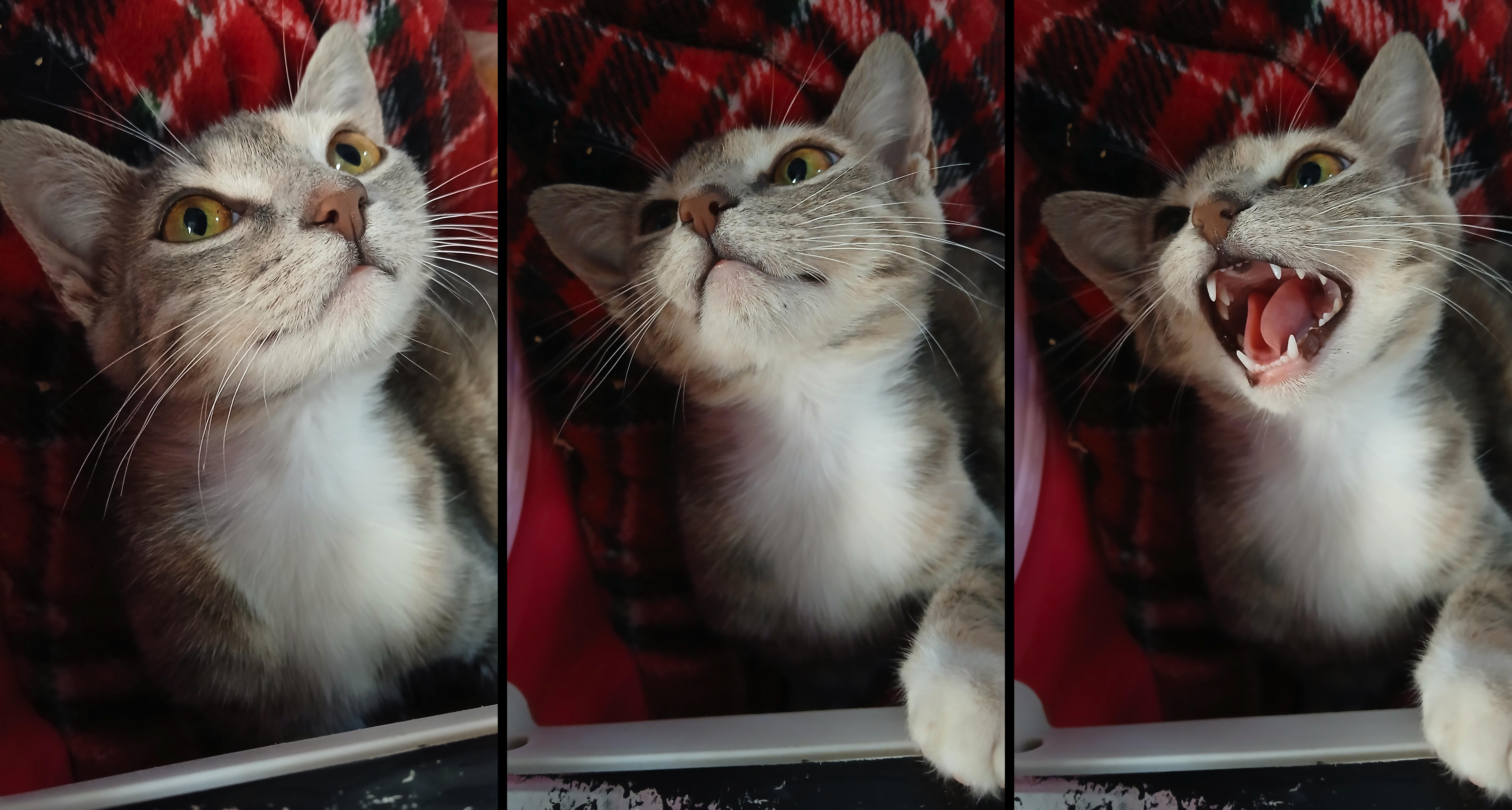 Enlarge Zsa Zsa, a Adoptable Domestic Short Hair in Cullowhee, NC image 6/6