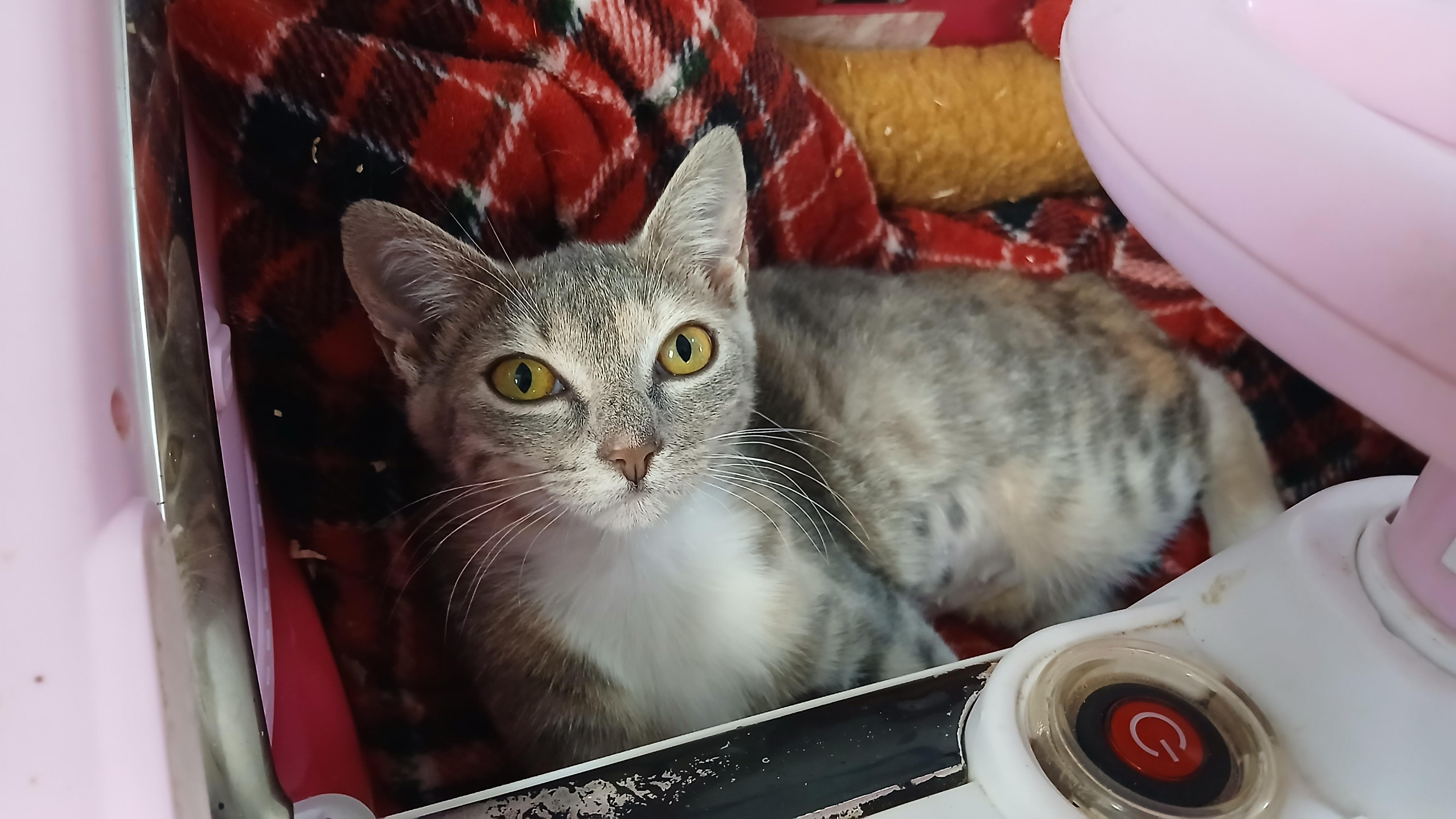 Enlarge Zsa Zsa, a Adoptable Domestic Short Hair in Cullowhee, NC image 4/6