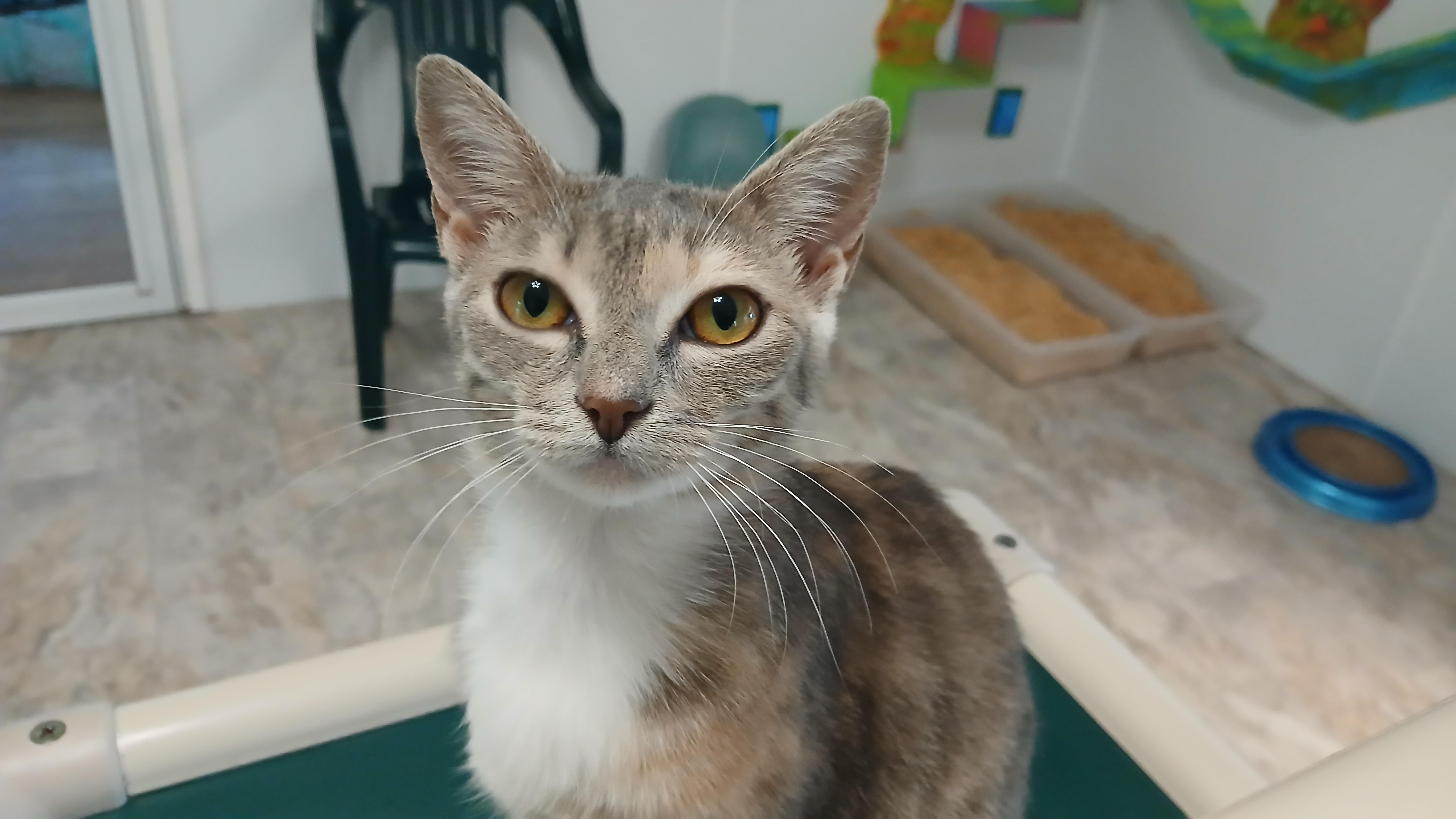 Enlarge Zsa Zsa, a Adoptable Domestic Short Hair in Cullowhee, NC image 3/6