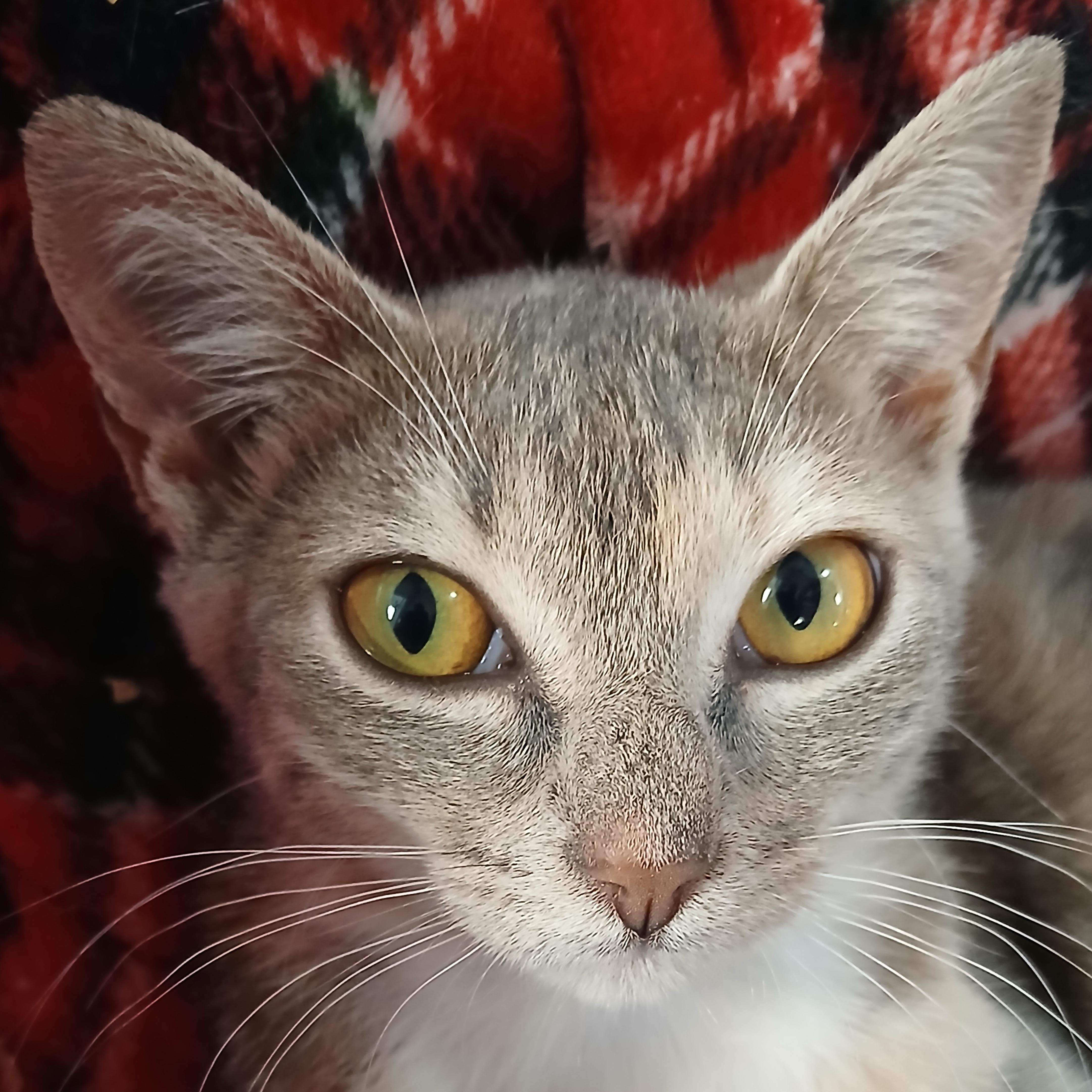 Enlarge Zsa Zsa, a Adoptable Domestic Short Hair in Cullowhee, NC image 1/6