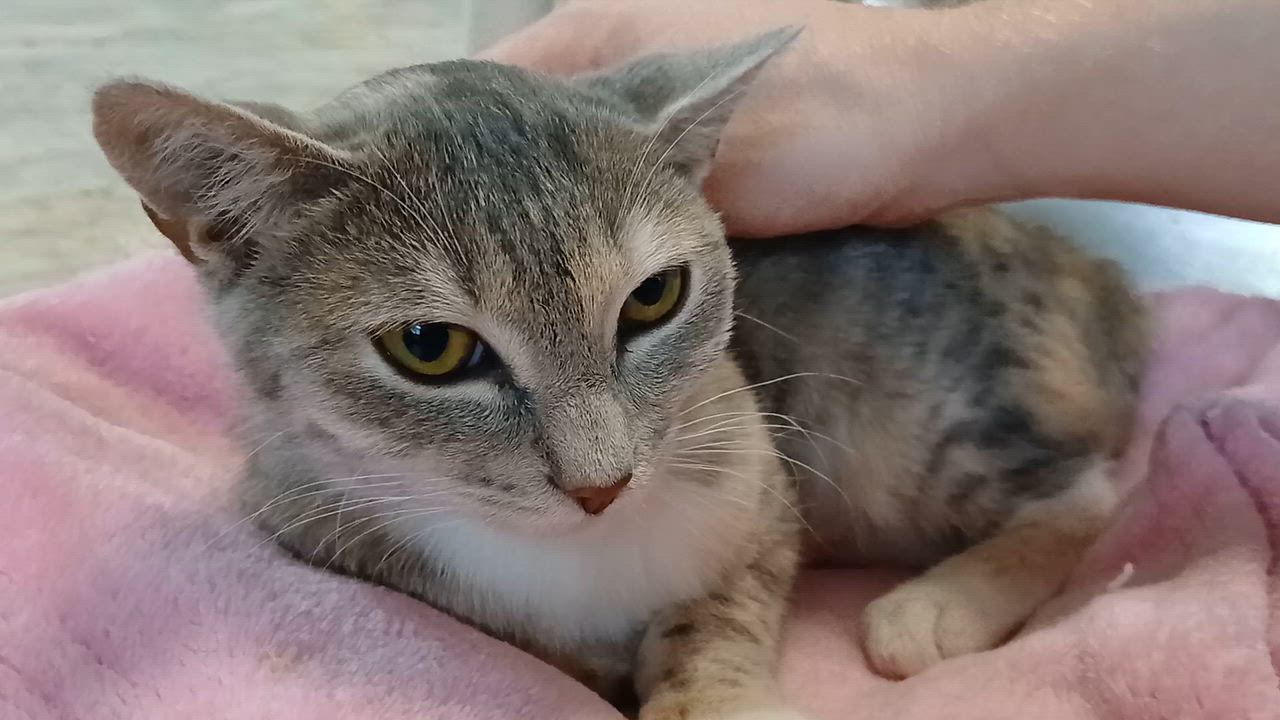 Enlarge Zsa Zsa, a Adoptable Domestic Short Hair in Cullowhee, NC video 2/6