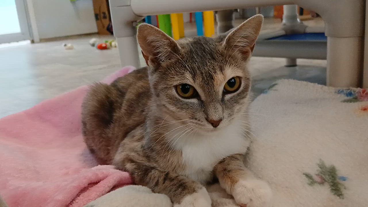 Enlarge Zsa Zsa, a Adoptable Domestic Short Hair in Cullowhee, NC video 5/6