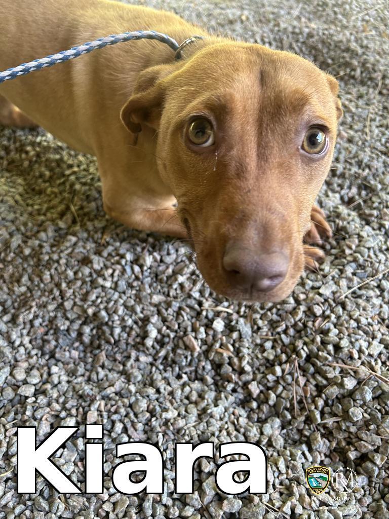 Kiara, Adoptable, Young Female Pit Bull Terrier.