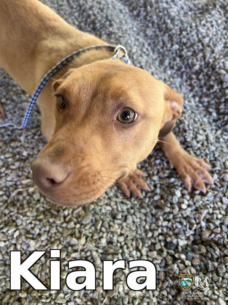 Enlarge Kiara, a Adoptable Pit Bull Terrier in Rocky Mount, NC image 2/2