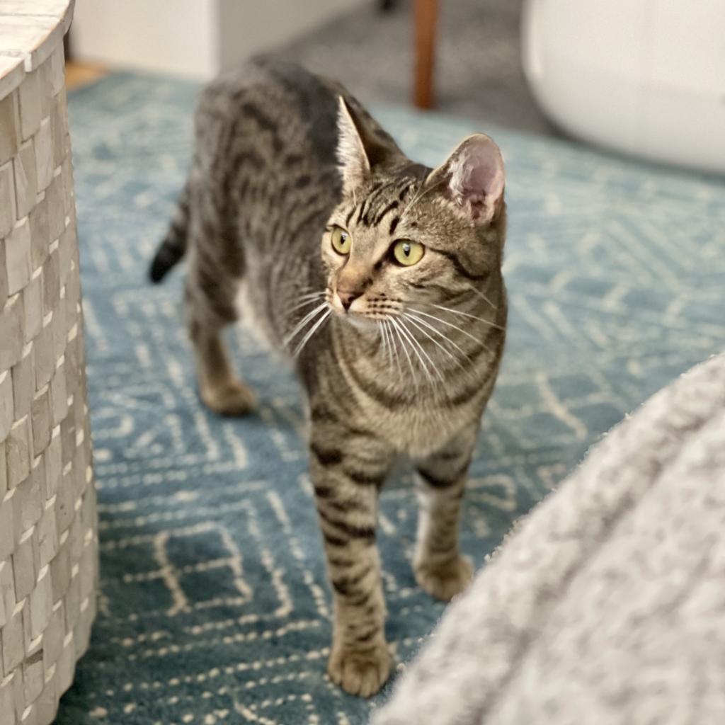 Enlarge Pepper, a Adoptable Domestic Short Hair in Westhampton, NY image 3/6