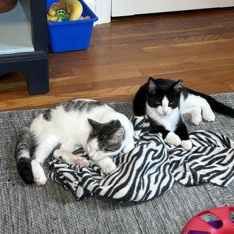 Enlarge Paul (Ridgeview Kitten 2), a Adoptable American Shorthair in Westport, CT image 1/3