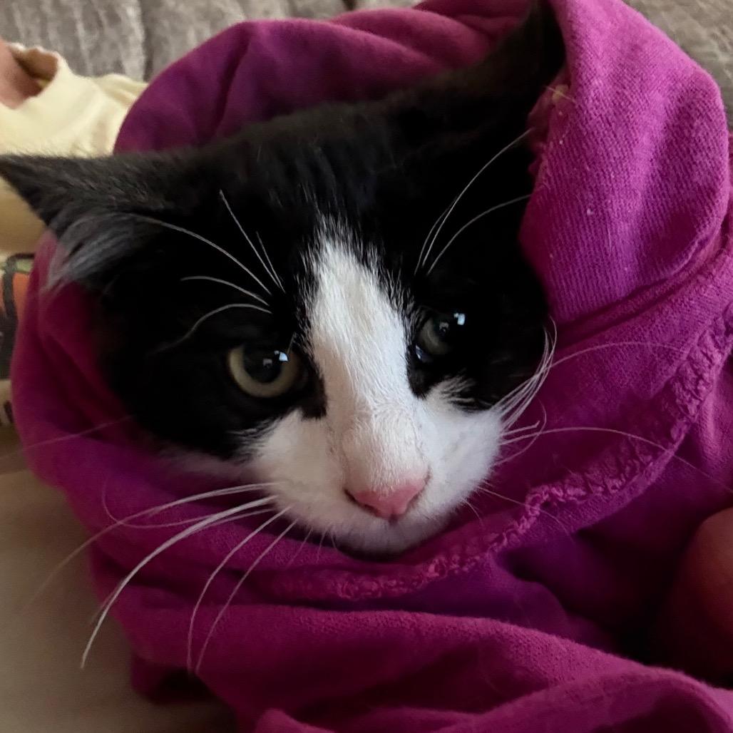 Enlarge Paul (Ridgeview Kitten 2), a Adoptable American Shorthair in Westport, CT image 2/3