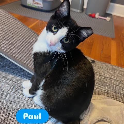 Enlarge Paul (Ridgeview Kitten 2), a Adoptable American Shorthair in Westport, CT image 3/3