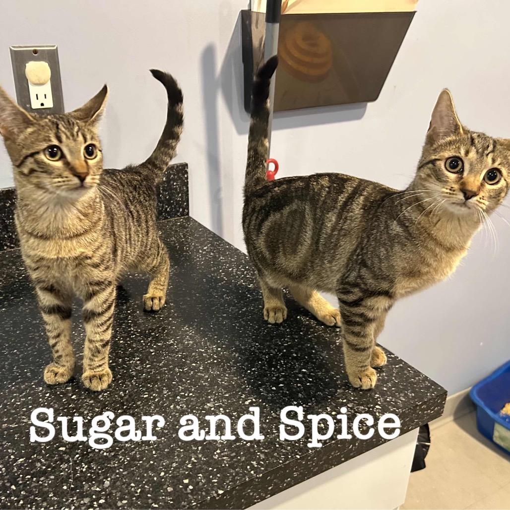 Spice, Adoptable, Young Female Domestic Short Hair.