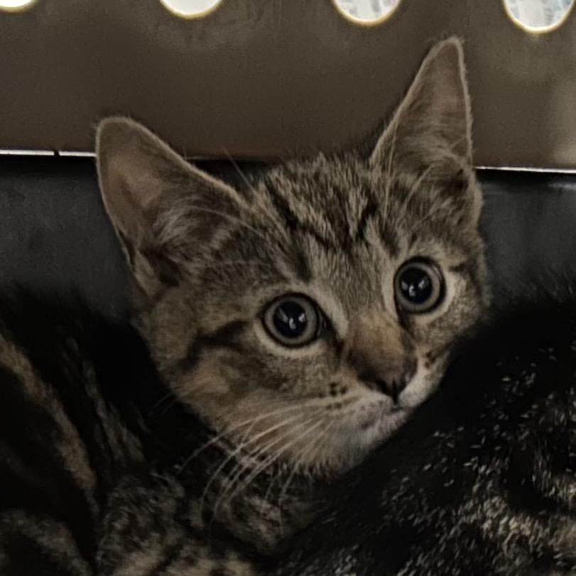 Enlarge Spice, a Adoptable Domestic Short Hair in Oyster Bay, NY image 2/6