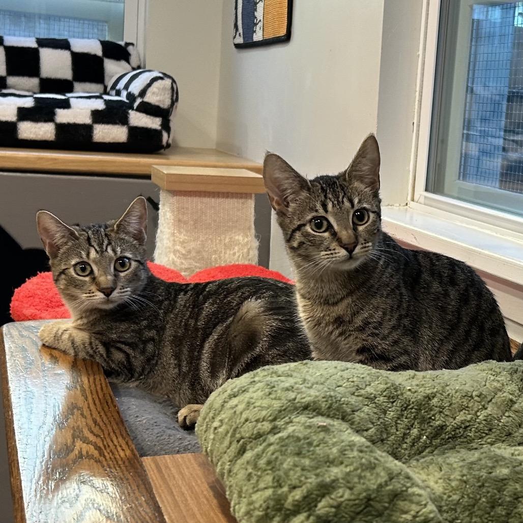 Enlarge Spice, a Adoptable Domestic Short Hair in Oyster Bay, NY image 3/6