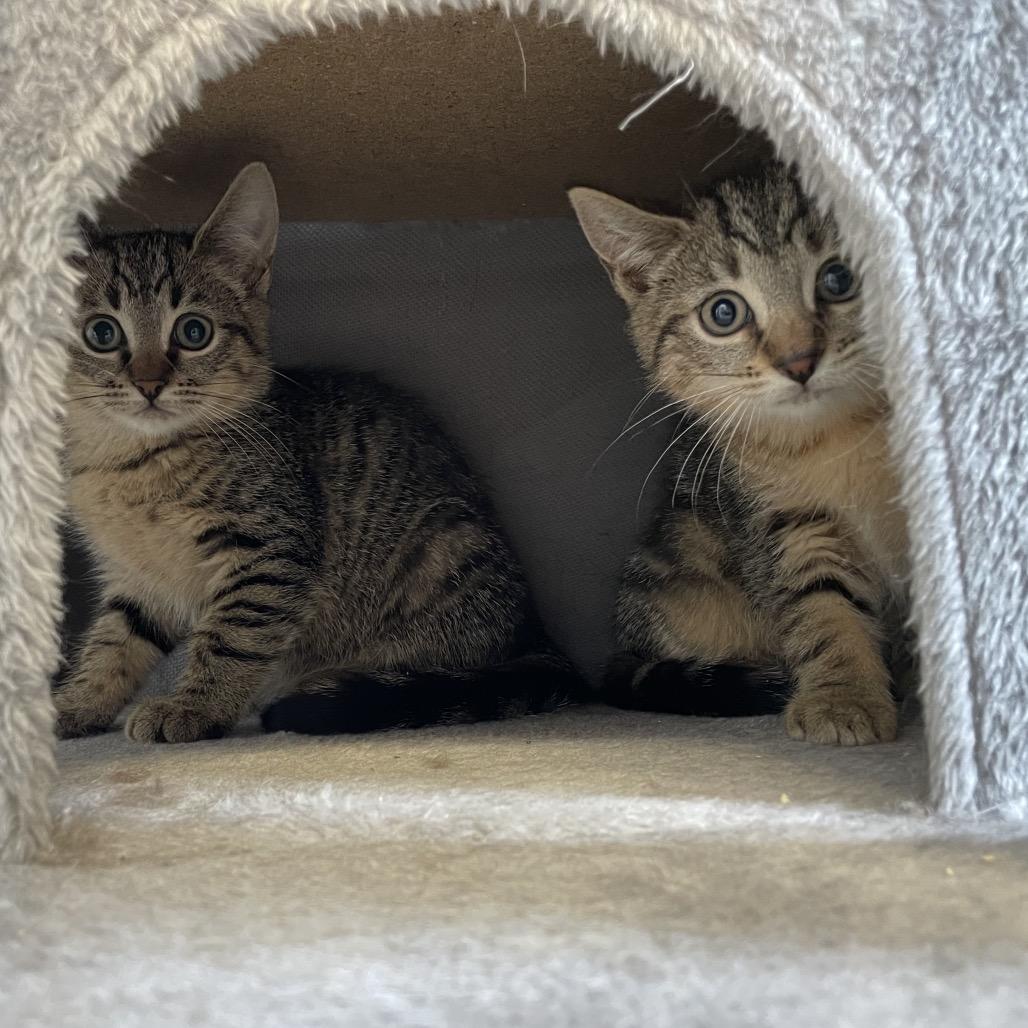 Enlarge Spice, a Adoptable Domestic Short Hair in Oyster Bay, NY image 4/6