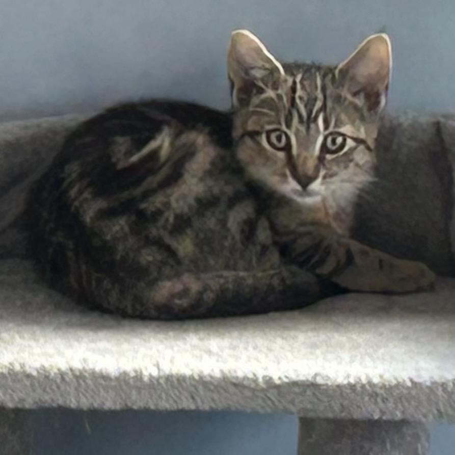 Enlarge Spice, a Adoptable Domestic Short Hair in Oyster Bay, NY image 5/6