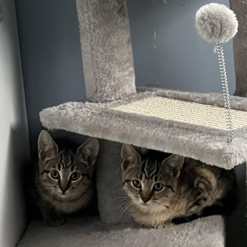 Enlarge Spice, a Adoptable Domestic Short Hair in Oyster Bay, NY image 6/6