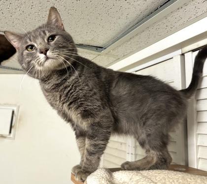 Homer, Adoptable, Young Male Domestic Short Hair & Domestic Short Hair.