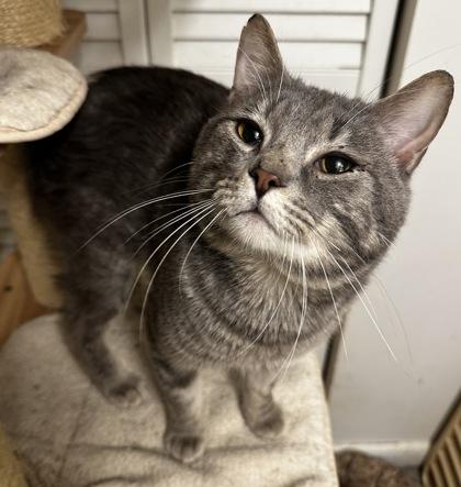 Enlarge Homer, a Adoptable mixed breed in Wilkesboro, NC image 2/3