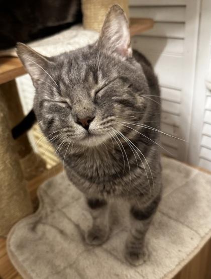 Enlarge Homer, a Adoptable mixed breed in Wilkesboro, NC image 3/3