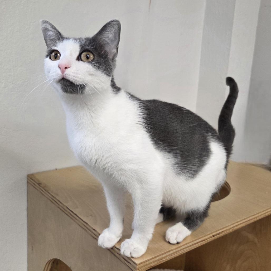 Dizzy, Adoptable, Young Female Domestic Short Hair.