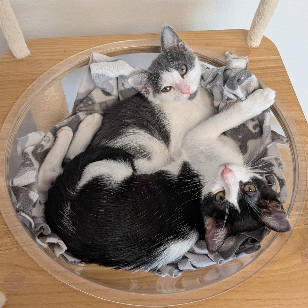 Enlarge Dizzy, a Adoptable Domestic Short Hair in Pleasant Hill, CA image 5/6