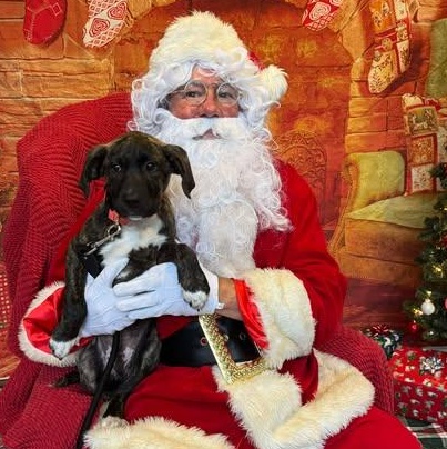 Gunner, Adoptable, Young Male Mixed Breed.