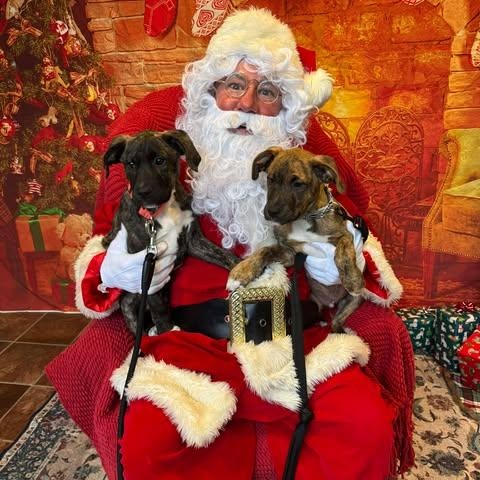 Gunner, a Adoptable Mixed Breed in Wando, SC image 2/3