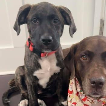 Gunner, a Adoptable Mixed Breed in Wando, SC image 3/3