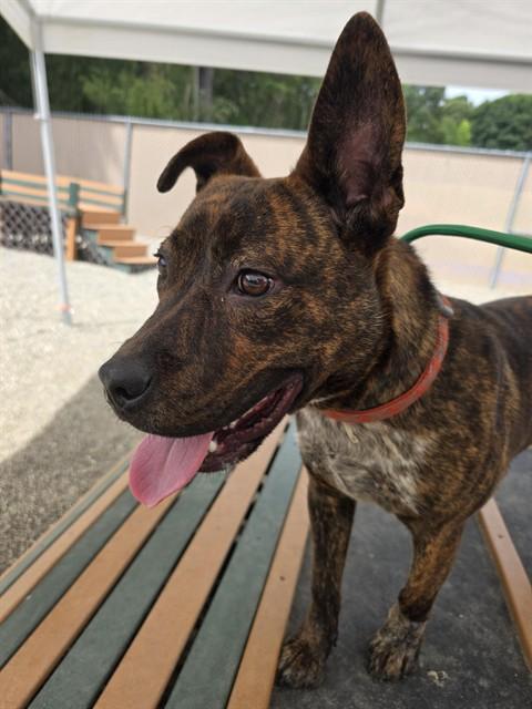 Enlarge ROSCO, a Adoptable mixed breed in Lincolnton, NC image 1/1