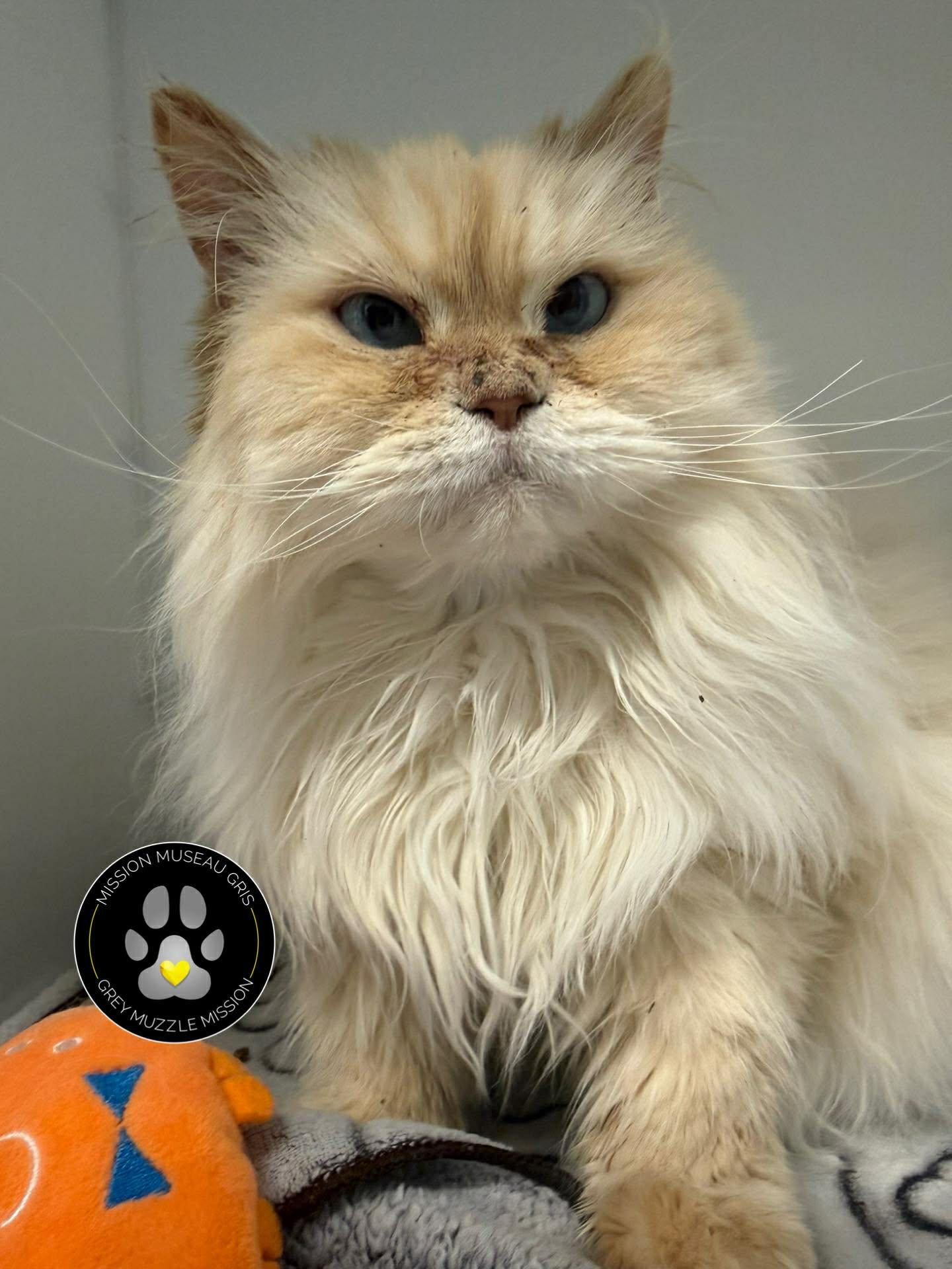 Shanghai, adopted, Senior Female Himalayan.