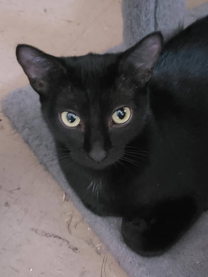 Maya, an adoptable Domestic Short Hair in Camden, TN, 38320 | Photo Image 1