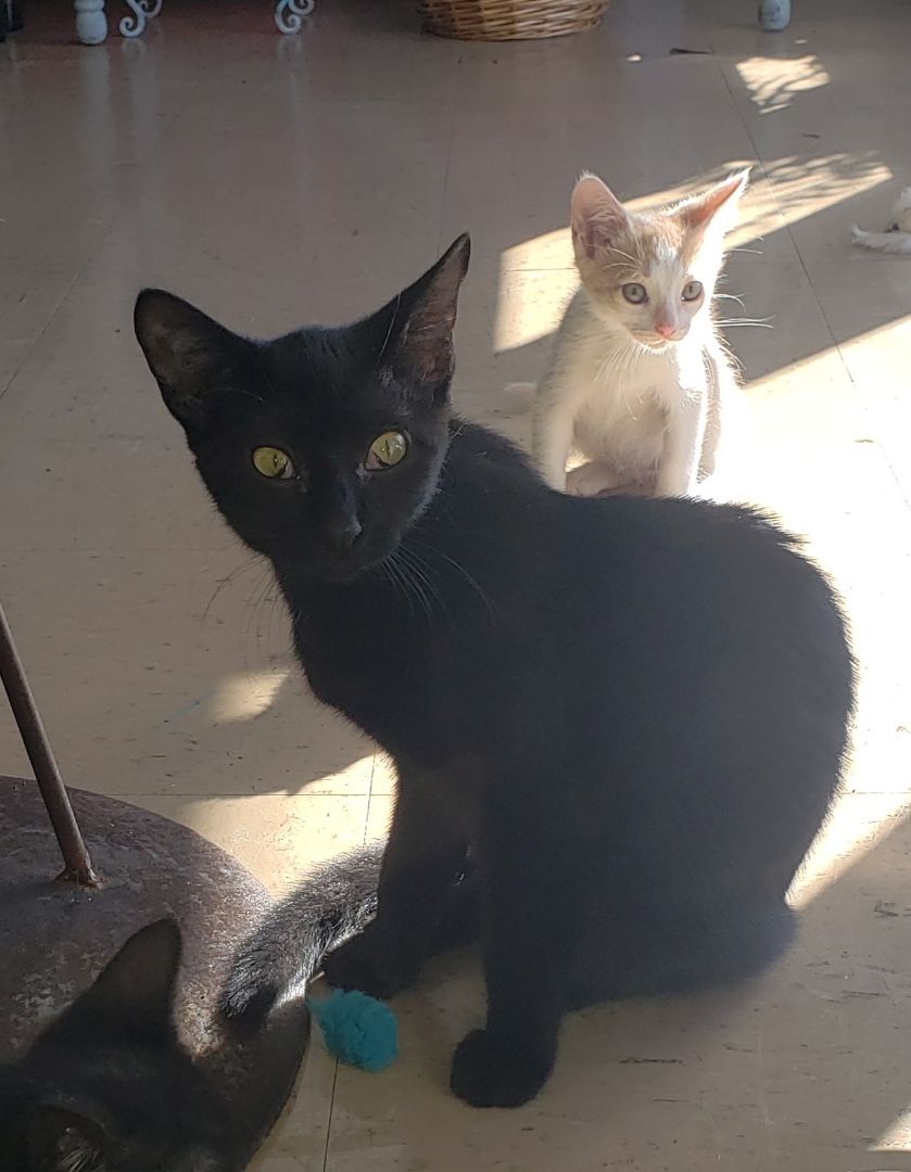 Maya, a Adoptable Domestic Short Hair image 2/6