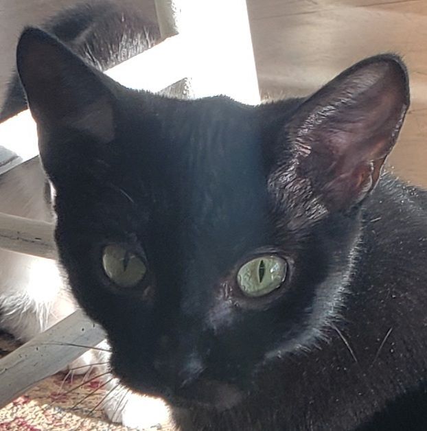 Maya, a Adoptable Domestic Short Hair image 3/6