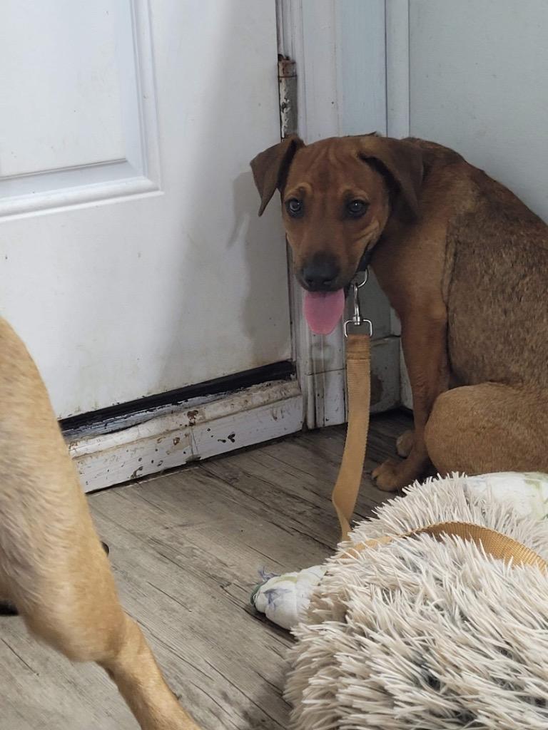 Stars, Adoptable, Adult Female Hound.