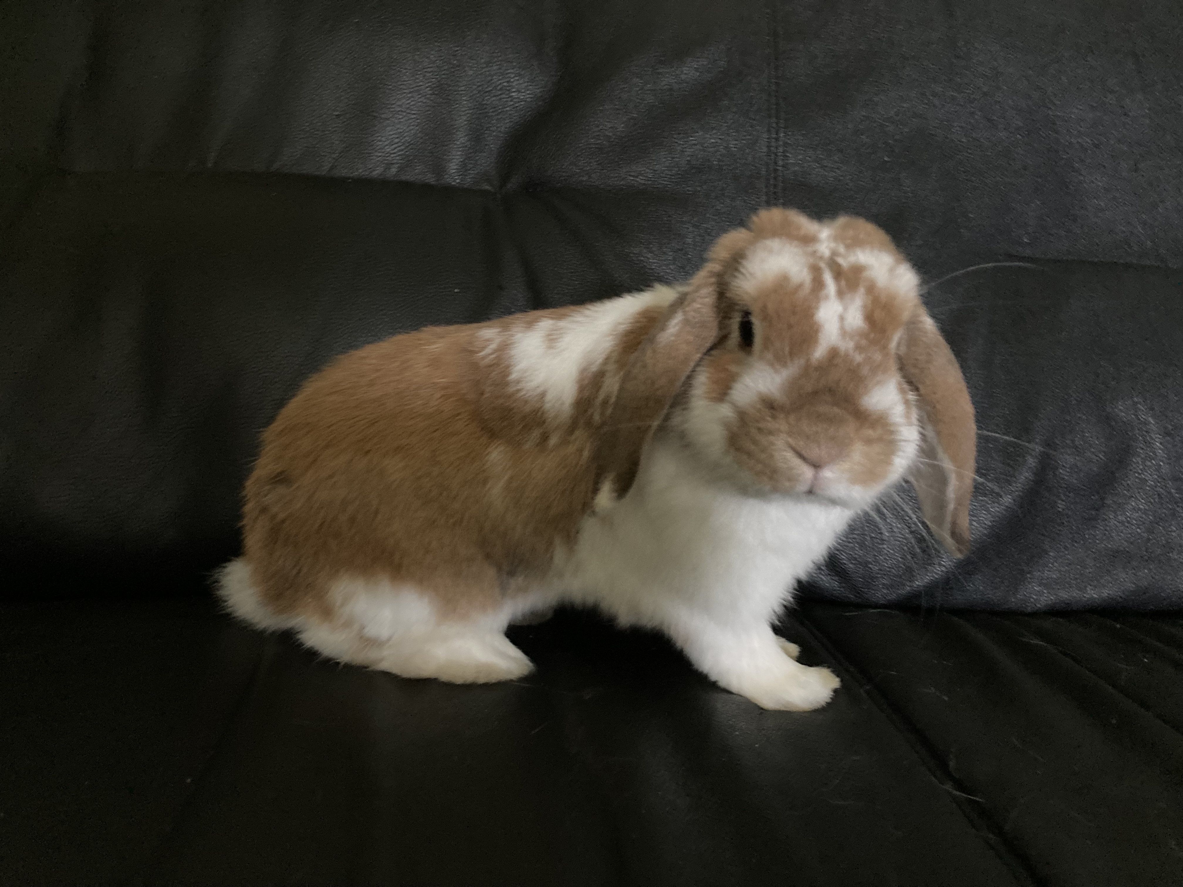 PJ