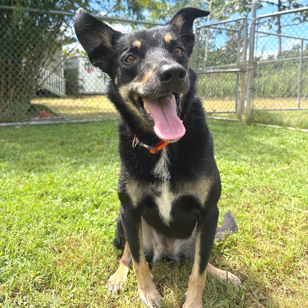 Enlarge Charlie, a Adoptable mixed breed in Keaau, HI image 1/6
