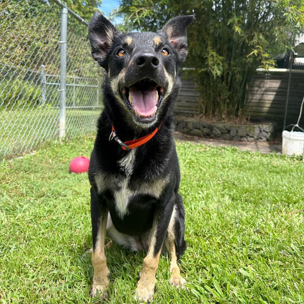 Enlarge Charlie, a Adoptable mixed breed in Keaau, HI image 2/6