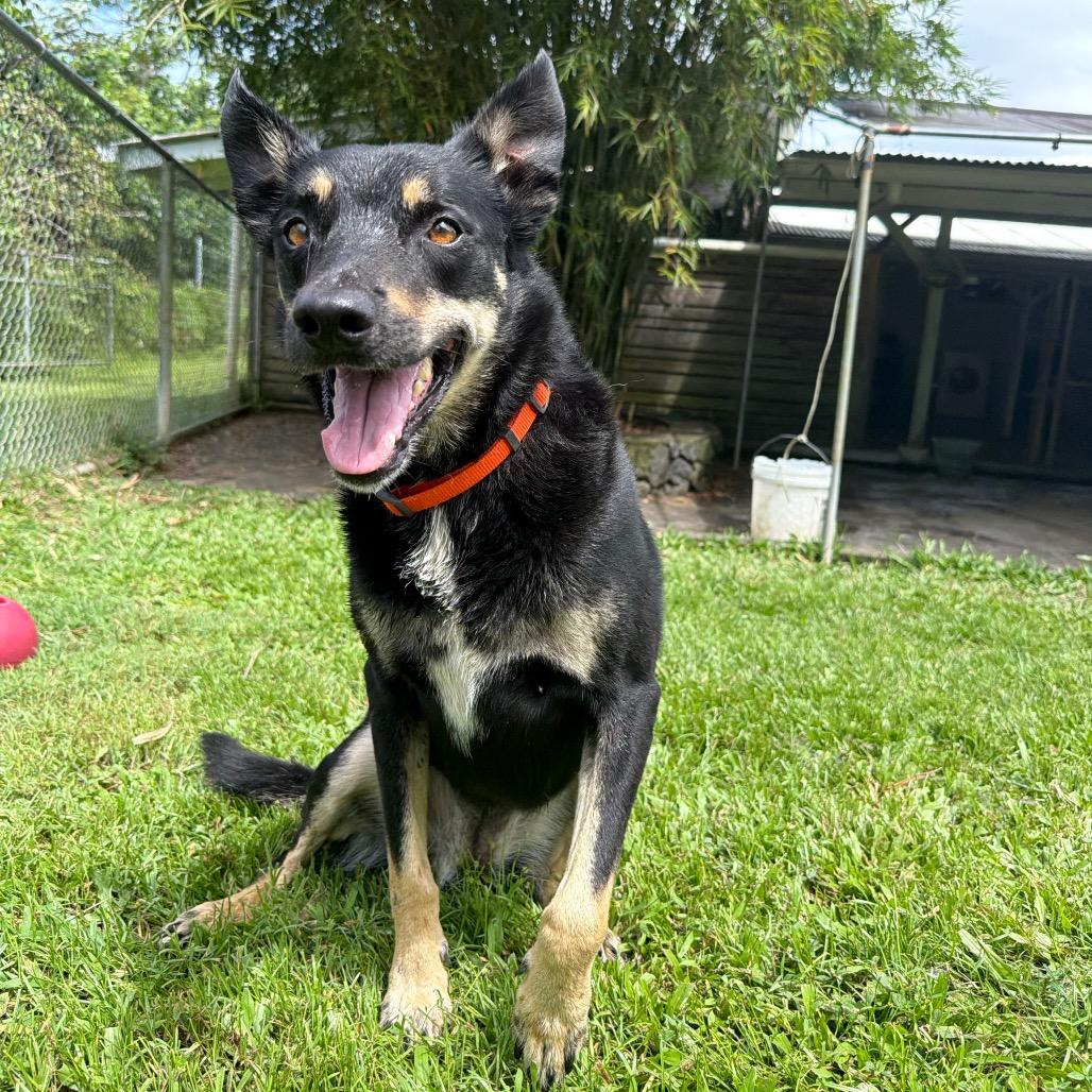 Enlarge Charlie, a Adoptable mixed breed in Keaau, HI image 3/6