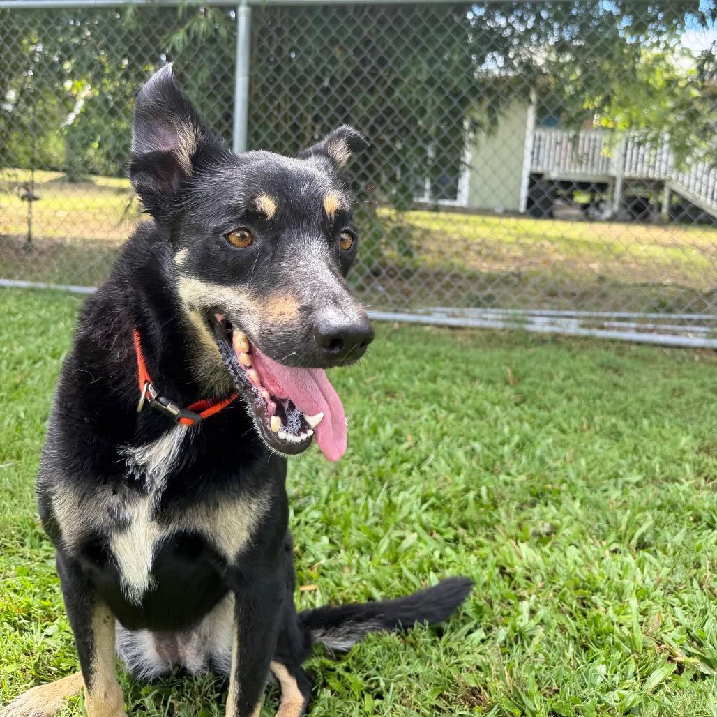 Enlarge Charlie, a Adoptable mixed breed in Keaau, HI image 4/6