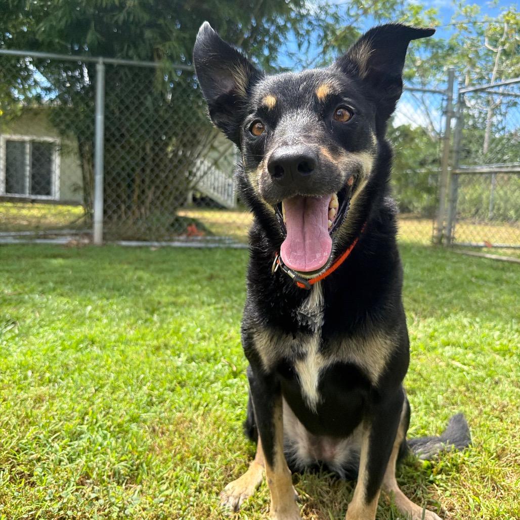 Enlarge Charlie, a Adoptable mixed breed in Keaau, HI image 5/6