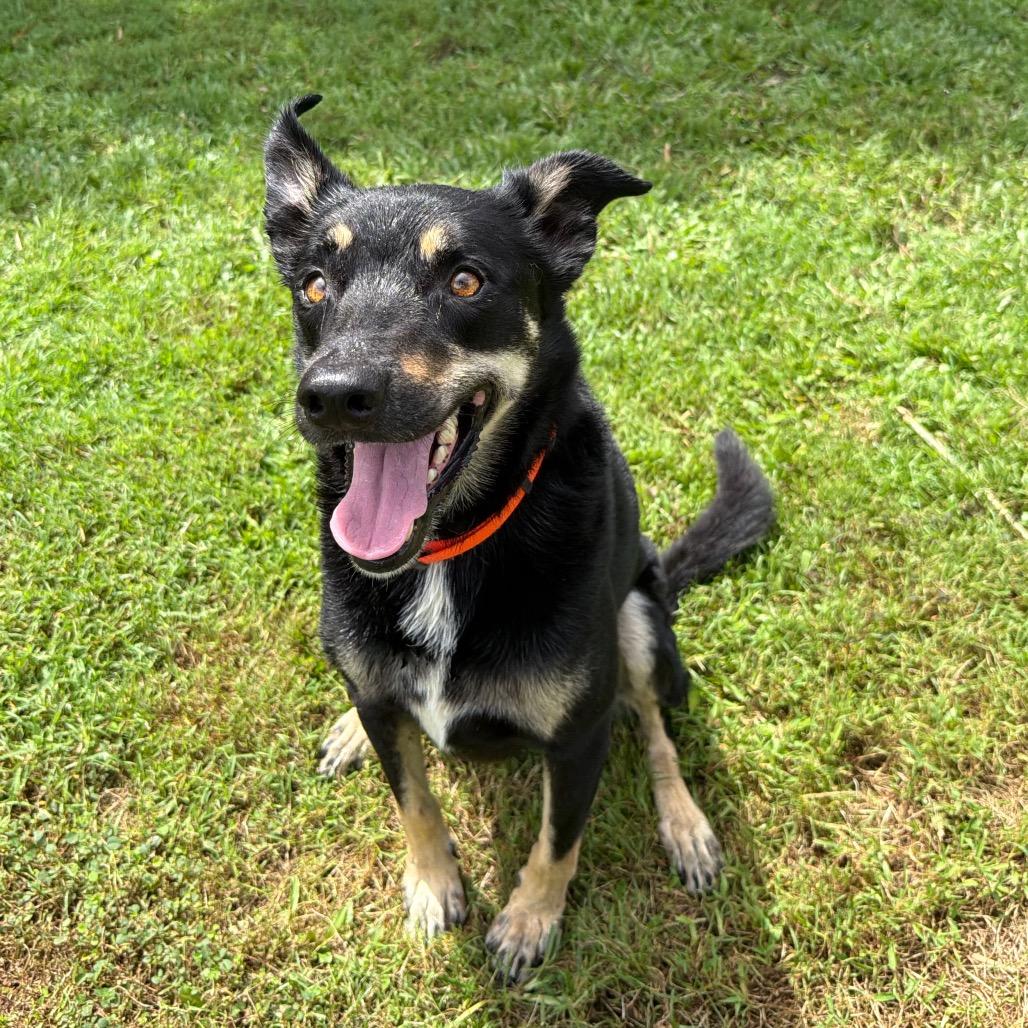 Enlarge Charlie, a Adoptable mixed breed in Keaau, HI image 6/6